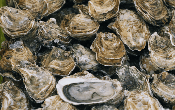 Cherish the oyster | The best places to find tasty oysters